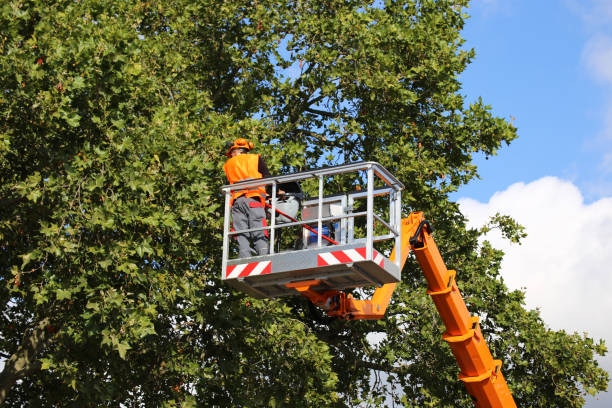 How Our Tree Care Process Works  in  Kamiah, ID